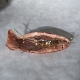 VIDE POCHES POISSON